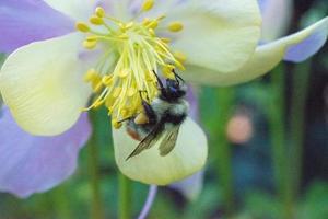 aquilegia, cuffia della nonna, aquilegia con calabrone, bombus. foto