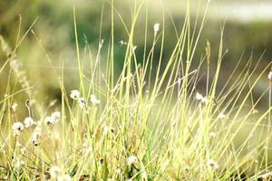 bellissimo scatto di erba verde e dei suoi fiori foto