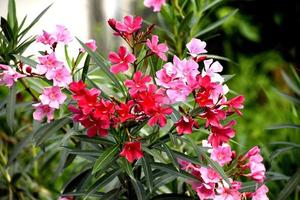 bellissimi fiori rosa e la sua pianta foto