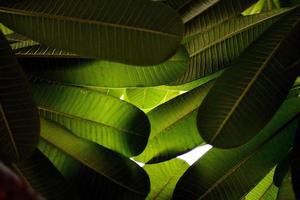 bellezza della natura scatto di congedo verde foto