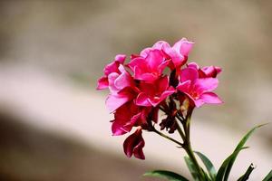 bellissimi fiori rosa e la sua pianta foto