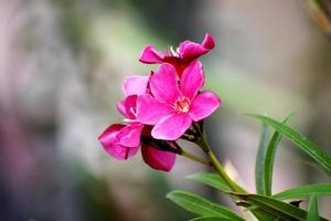 bellissimi fiori rosa e la sua pianta foto