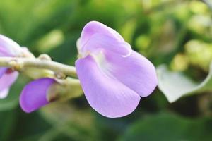 bellissimo scatto di fiore singolo foto