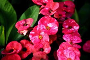 pianta fiorita e mazzo di bellissimi fiori rosa foto