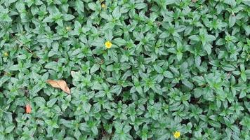 immagine naturale del cespuglio della pianta della foglia verde foto