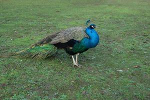 bellissimo pavone piumato blu su erba verde invernale, grande uccello selvatico che cammina con orgoglio nell'immagine di sfondo naturale del parco, creatura selvaggia con piume macchiate di occhi foto