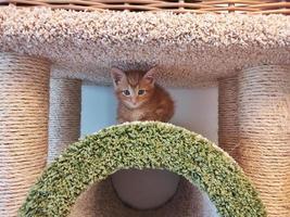 un gattino rosso in una casa degli animali foto