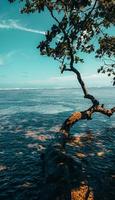 albero dalla bellissima spiaggia foto