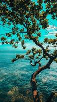 albero dalla bellissima spiaggia foto