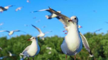 stormo di gabbiani in natura foto