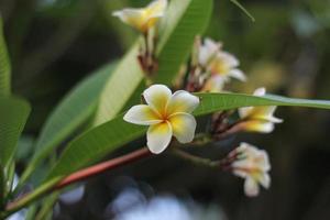 fiori gialli di plumeria che sbocciano foto