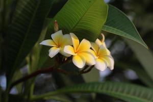 fiori di plumeria bianca che sbocciano foto