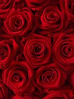 foto di sfondo di rose rosse