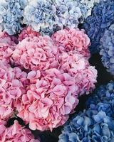rosa viola fiori di piante estate giardino foglia foto