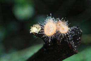 funghi champagne su legname nella foresta. foto