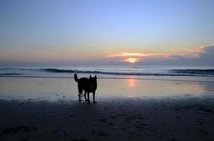 sponde esterne della Carolina del Nord alba foto