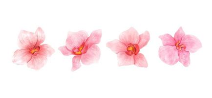 collezione di acquerelli di fiori di orchidea rosa. set di fiori romantici isolati su sfondo bianco illustrazione foto