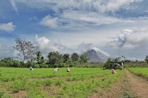 paesaggio montagna sinabung con agricoltore foto