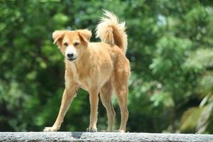 il cane tailandese marrone chiaro è in piedi sulla strada in una giornata splendente e la luce del sole sulla pelliccia con sfocatura dello sfondo verde. foto