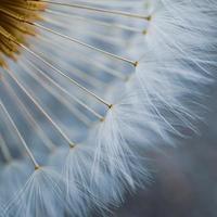 bellissimo seme di fiore di tarassaco in primavera foto