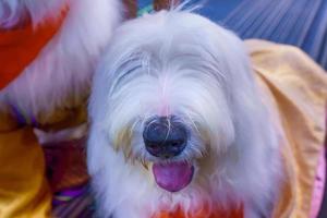 primo piano il cane. è il migliore amico dell'uomo. foto