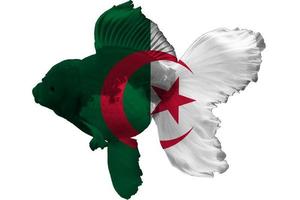 bandiera dell'algeria sul pesce rosso foto