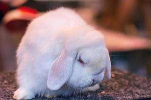 il coniglio bianco foto