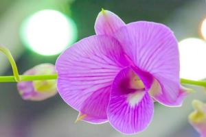 l'orchidea è dai colori brillanti e belli foto