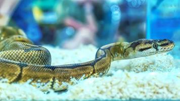 il serpente è un animale domestico foto