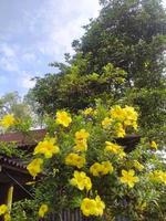 fiore allamanda, bel fiore, fiore giallo, bellezze natura, carta da parati, fiore, bel giardino, giardino botanico foto