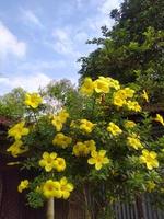 fiore allamanda, bel fiore, fiore giallo, bellezze natura, carta da parati, fiore, bel giardino, giardino botanico foto