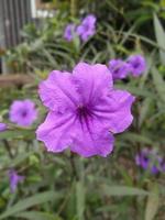 ruellia simplex fiore, bel fiore, bel giardino, bella natura, carta da parati, fiore foto