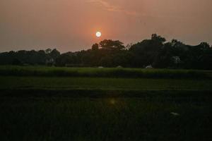 bella vista del tramonto con la silhouette dell'albero. orizzonte del sole rosso con uccelli che volano e foto di greenfield. servizio fotografico all'alba del mattino con il campo verde in una zona rurale o di villaggio.