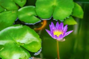 il loto è di molti colori e bello negli stagni, è un simbolo del buddismo. foto