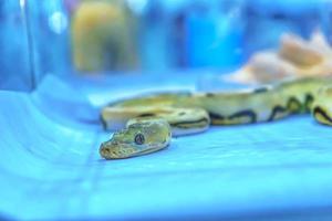 il serpente è un animale domestico foto