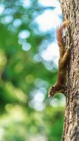 piccolo scoiattolo nella foresta foto