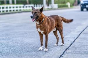 primo piano il cane. è il migliore amico dell'uomo. foto