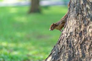 piccolo scoiattolo nella foresta foto