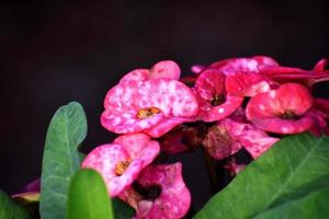 pianta fiorita e mazzo di bellissimi fiori rosa foto