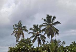 bellissime palme sulla spiaggia del paradiso tropicale isole seychelles. foto