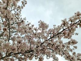 bellissimi ciliegi e meli in fiore durante la primavera con fiori colorati foto