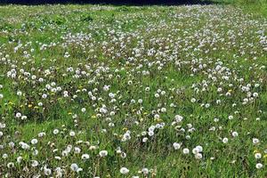 vista ravvicinata su un fiore blowball trovato su un prato verde pieno di denti di leone foto