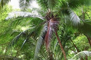 bellissime palme sulla spiaggia del paradiso tropicale isole seychelles. foto