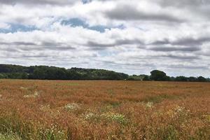 vista estiva su colture agricole e campi di grano pronti per la raccolta foto