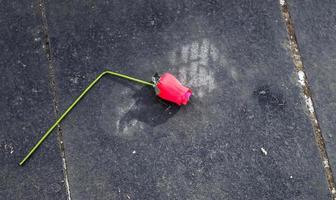 rosa di san valentino spezzata sdraiata su un freddo terreno di pietra. concetto di San Valentino foto