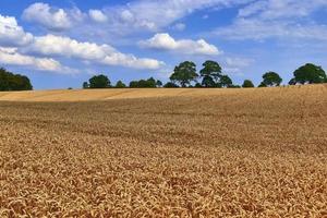 vista estiva su colture agricole e campi di grano pronti per la raccolta foto