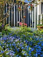 una bella aiuola con non ti scordar di me e tulipani in un giardino soleggiato. foto