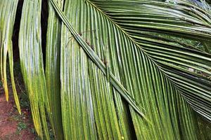 bellissime palme sulla spiaggia del paradiso tropicale isole seychelles. foto