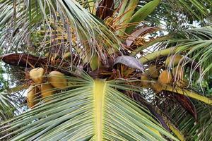 bellissime palme sulla spiaggia del paradiso tropicale isole seychelles. foto