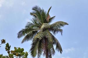 bellissime palme sulla spiaggia del paradiso tropicale isole seychelles. foto